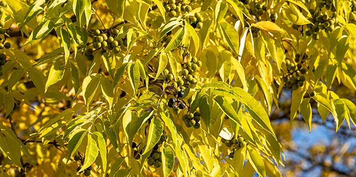 Berberina Phellodendron amurense o que e